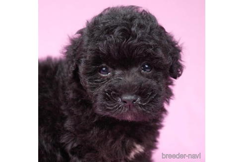 成約済の東京都のマルプー:マルチーズ×トイプードル-192826の4枚目